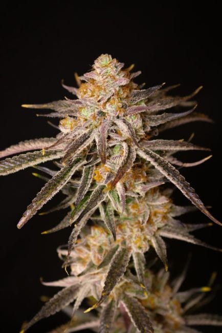 The Purple Collection Vol 2 Feminized Seeds-LIHE-PURCOLV2-FEM