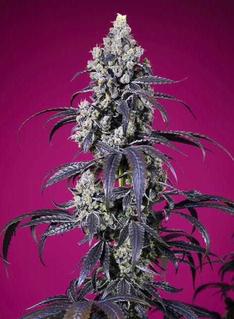 Tropicanna Cherry XL Auto Feminised Seeds-SS-TRCXL-AUTO-FEM