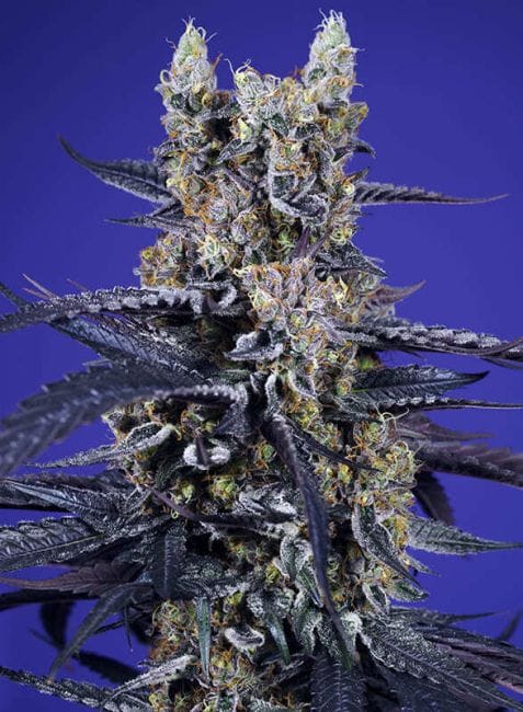 Super Boof XL Auto Feminised Seeds-SS-SUBXL-AUTO-FEM
