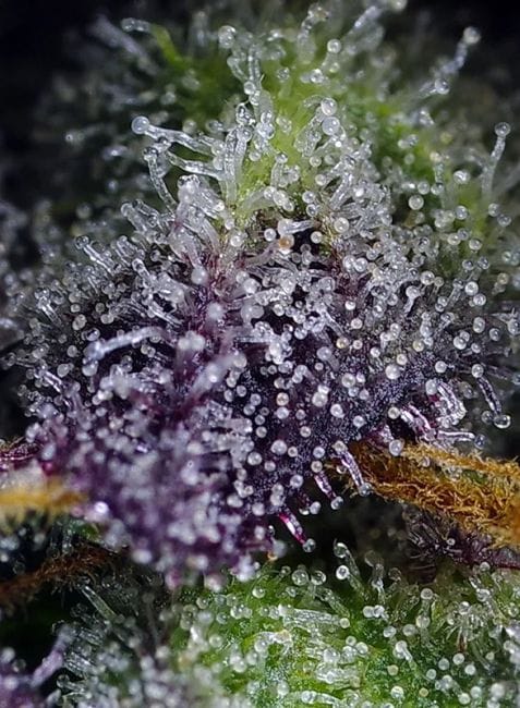 Super Boof XL Auto Feminised Seeds-SS-SUBXL-AUTO-FEM