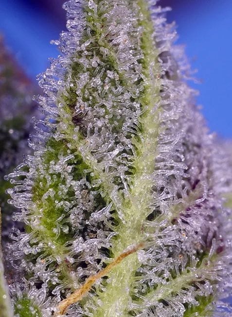 Permanent Marker XL Auto Feminised Seeds-SS-PEMXL-AUTO-FEM