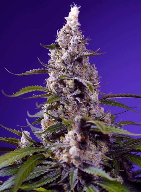 Banana Cream Cake XL Auto Feminised Seeds-SS-BCCXL-AUTO-FEM