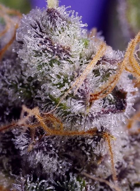 Banana Cream Cake XL Auto Feminised Seeds-SS-BCCXL-AUTO-FEM