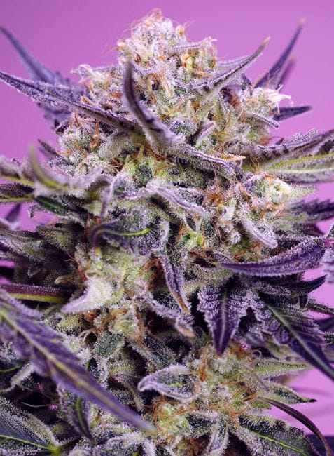 Pink Guava F1 Fast Version Feminised Seeds-SS-PIGUF1-FAST-FEM