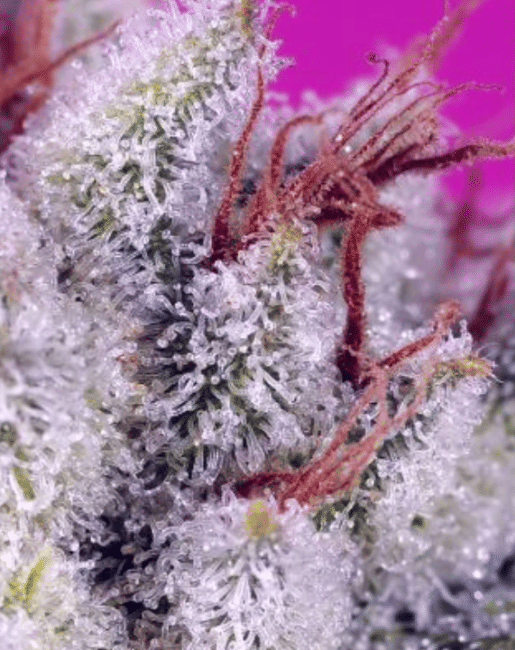 Pink Guava F1 Fast Version Feminised Seeds-SS-PIGUF1-FAST-FEM