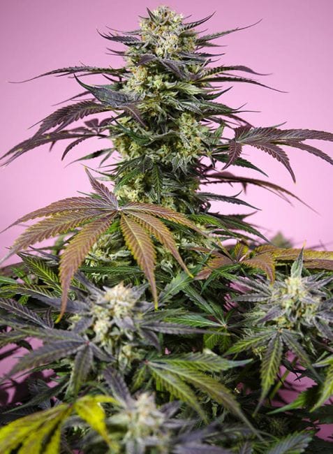 Gelonade Feminised Seeds-SS-GELO-FEM