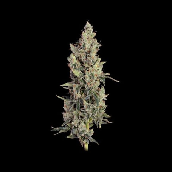 Thai Cookies Auto Feminized Seeds-SMAN-THCO-AUTO-FEM