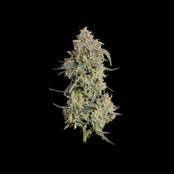 Lilac Cookies Auto Feminisiert Saatgut-SMAN-LICO-AUTO-FEM