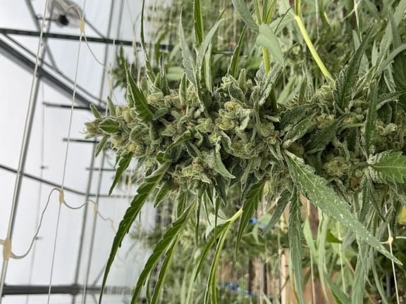 Lilac Cookies Auto Feminised Seeds-SMAN-LICO-AUTO-FEM