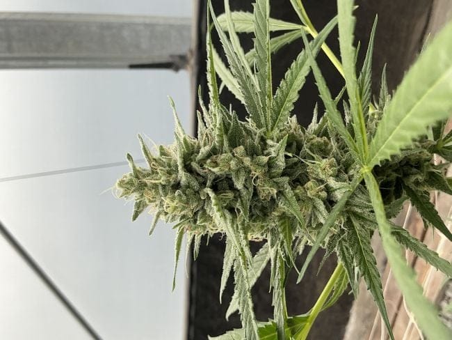 Lilac Cookies Auto Feminised Seeds-SMAN-LICO-AUTO-FEM