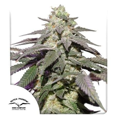 Skywalker Haze Auto Feminiseret Frø-DP-SKYHAZ-AUTO-FEM