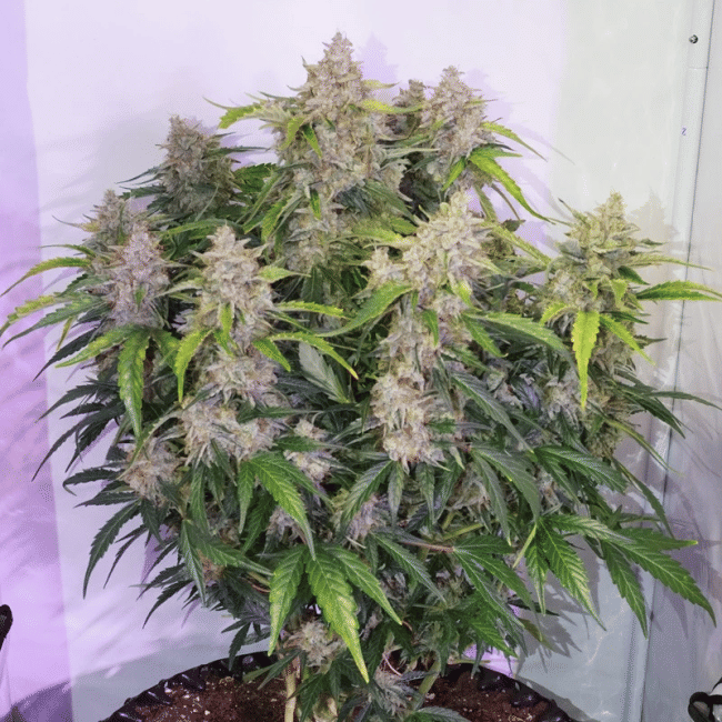 Skywalker Haze Auto Feminiseret Frø-DP-SKYHAZ-AUTO-FEM
