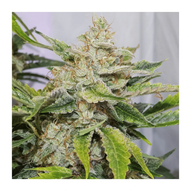 Skywalker Haze Auto Feminized Seeds-DP-SKYHAZ-AUTO-FEM