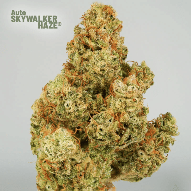 Skywalker Haze Auto Feminized Seeds-DP-SKYHAZ-AUTO-FEM