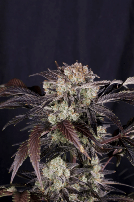 Frost Banger F4 Auto Feminised Seeds-FB-FRBAF4-AUTO-FEM