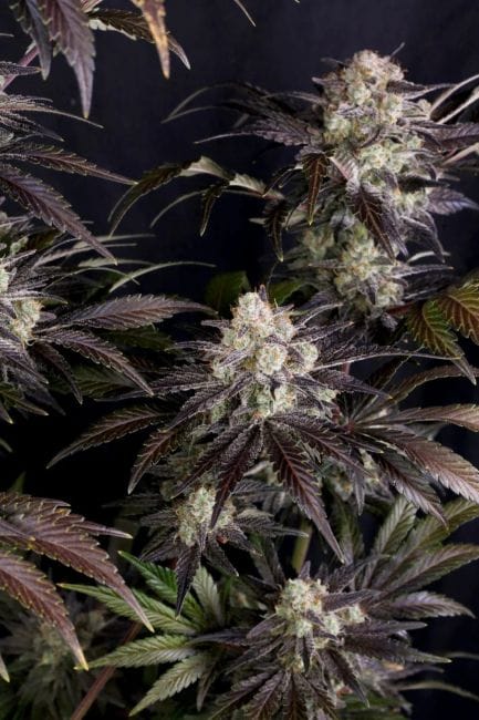 Frost Banger F4 Auto Feminised Seeds-FB-FRBAF4-AUTO-FEM