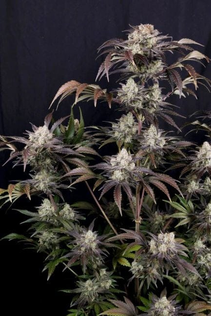 Frost Banger F4 Auto Feminised Seeds-FB-FRBAF4-AUTO-FEM