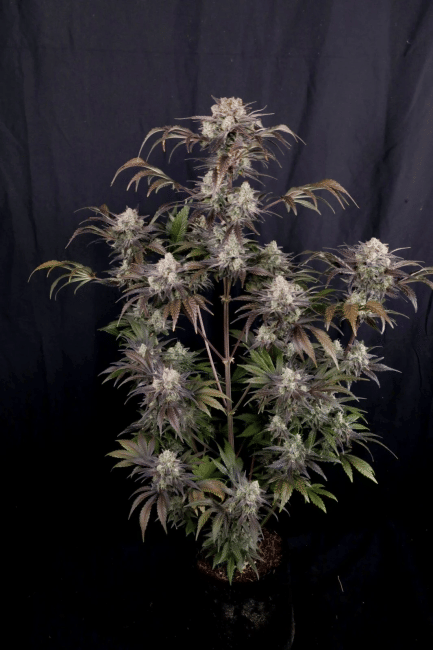 Frost Banger F4 Auto Feminised Seeds-FB-FRBAF4-AUTO-FEM
