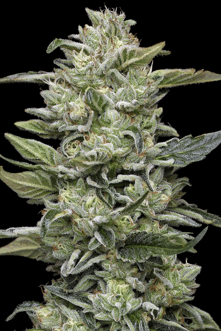 Honey Bear Feminized Seeds-HUMB-HOBE-FEM