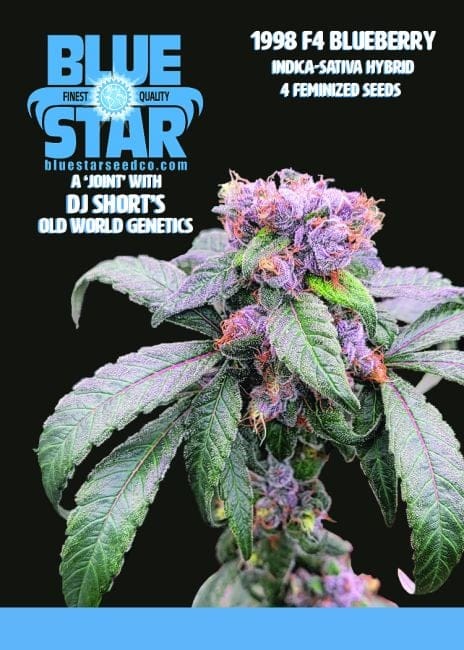 1998 Blueberry F4 Feminized Seeds-DJSHO-BB-FEM