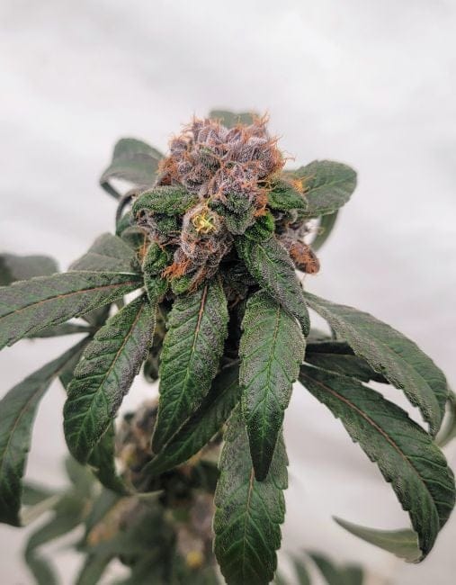 1998 Blueberry F4 Feminized Seeds-DJSHO-BB-FEM