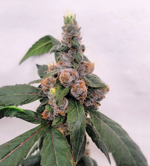 1998 Blueberry F4 Feminized Seeds-DJSHO-BB-FEM