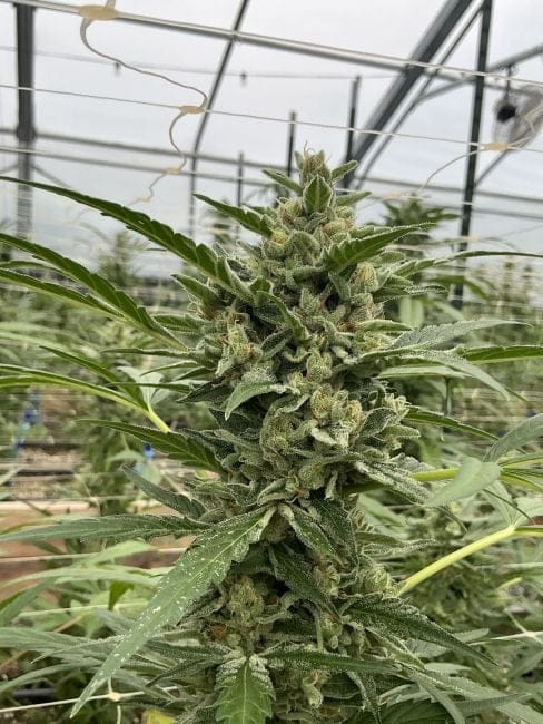 Lilac Cookies Auto Feminized Seeds-SMAN-LICO-AUTO-FEM