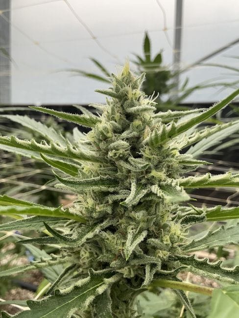 Lilac Cookies Auto Feminisiert Saatgut-SMAN-LICO-AUTO-FEM