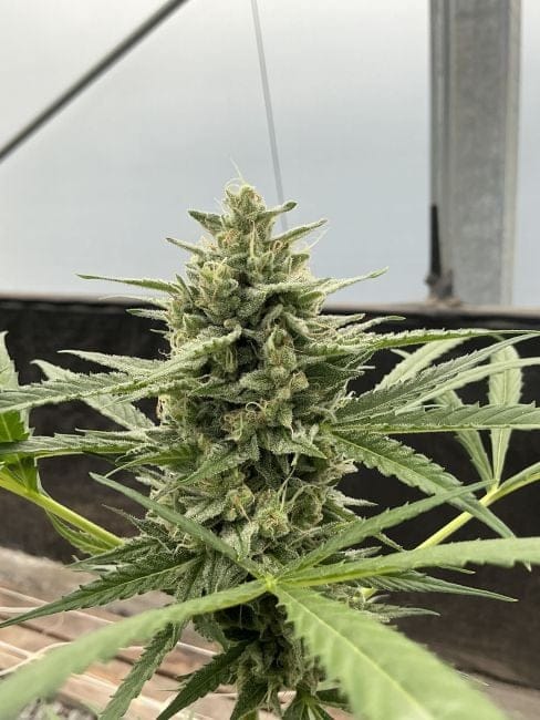 Lilac Cookies Auto Feminised Seeds-SMAN-LICO-AUTO-FEM