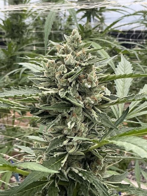 Thai Cookies Auto Feminisiert Saatgut-SMAN-THCO-AUTO-FEM