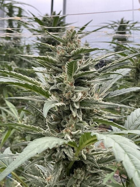 Thai Cookies Auto Feminised Seeds-SMAN-THCO-AUTO-FEM