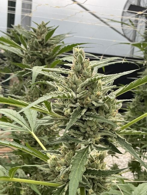 Thai Cookies Auto Feminisiert Saatgut-SMAN-THCO-AUTO-FEM