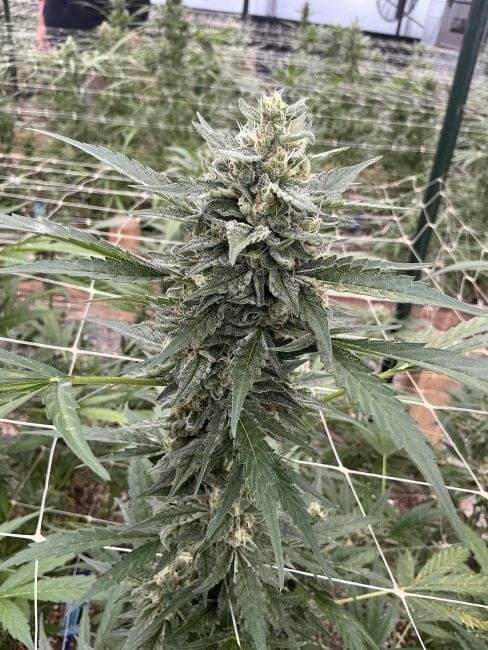 Chem Cookies Auto Feminised Seeds-SMAN-CHCO-AUTO-FEM