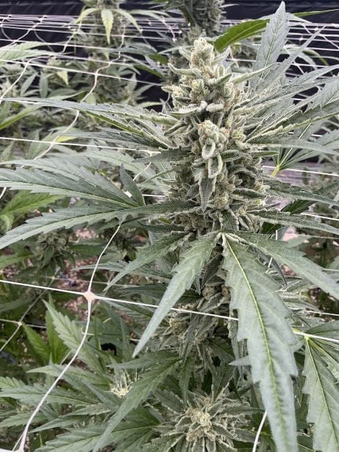 Chem Cookies Auto Feminised Seeds-SMAN-CHCO-AUTO-FEM
