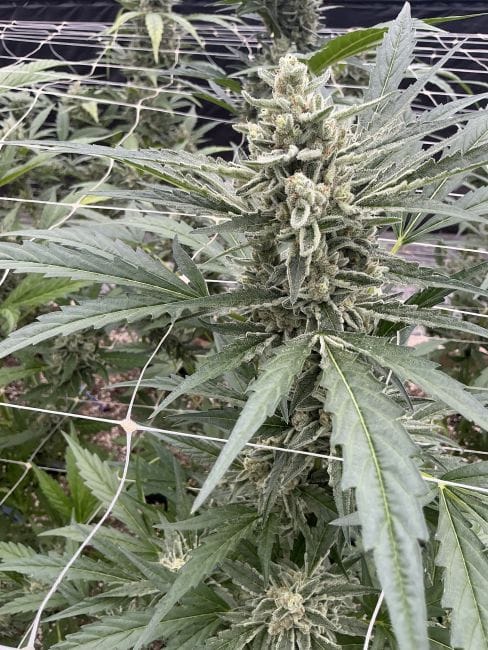Chem Cookies Auto Feminized Seeds-SMAN-CHCO-AUTO-FEM