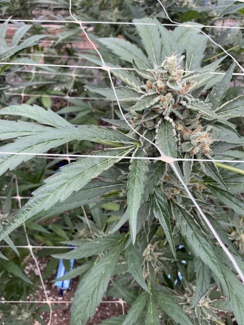 Chem Cookies Auto Feminisiert Saatgut-SMAN-CHCO-AUTO-FEM