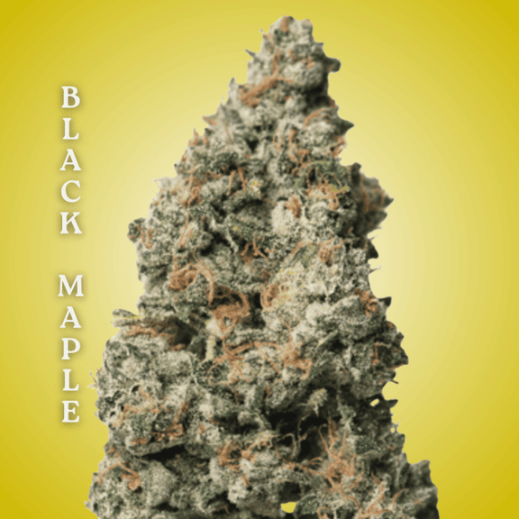 Black Maple Clones-SMAN-CL-CTH-BLMA