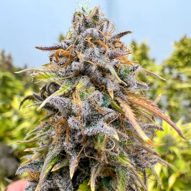 Kingston Punch Auto Feminised Seeds-DP-KIPU-AUTO-FEM