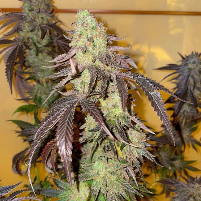Kingston Punch Feminised Seeds-DP-KIPU-FEM