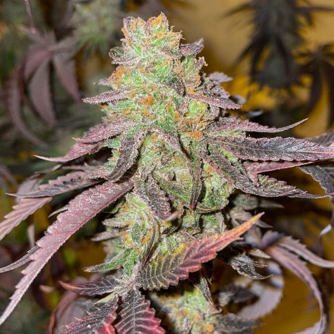Kingston Punch Feminised Seeds-DP-KIPU-FEM