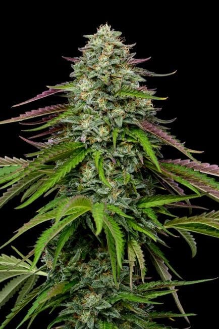 Garlic Budder Auto Feminisiert Saatgut-HUMB-GABU-AUTO-FEM