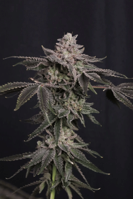 Z42 Ltd Edition Feminised Seeds-FB-Z42-FEM