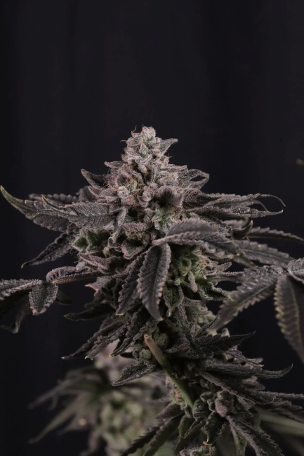 Z42 Ltd Edition Feminised Seeds-FB-Z42-FEM