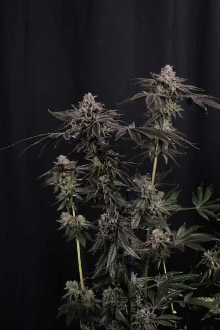 Z42 Ltd Edition Feminised Seeds-FB-Z42-FEM