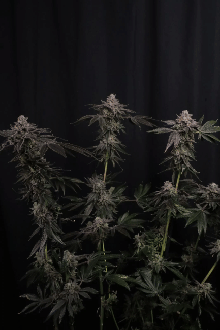 Z42 Ltd Edition Feminised Seeds-FB-Z42-FEM