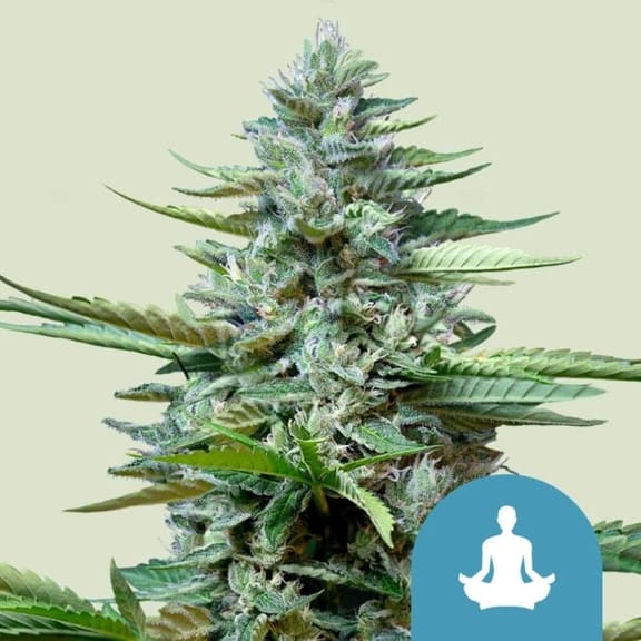 Stress Killer CBD Auto Feminised Seeds-RQS-SK-CBD-AUTO-FEM