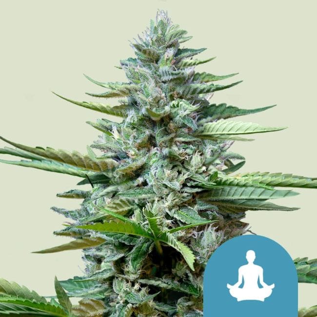 Stress Killer CBD Auto Feminizované Semena-RQS-SK-CBD-AUTO-FEM