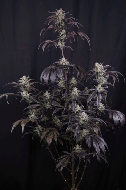 Strawberry Gorilla RF3 Auto Feminisiert Saatgut-FB-STGORF3-AUTO-FEM