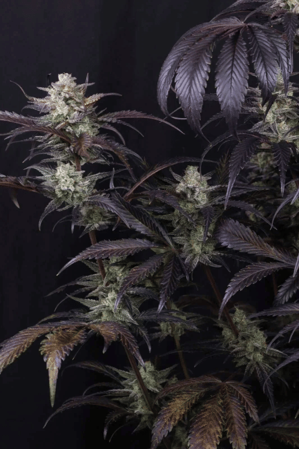 Strawberry Gorilla RF3 Auto Feminisiert Saatgut-FB-STGORF3-AUTO-FEM