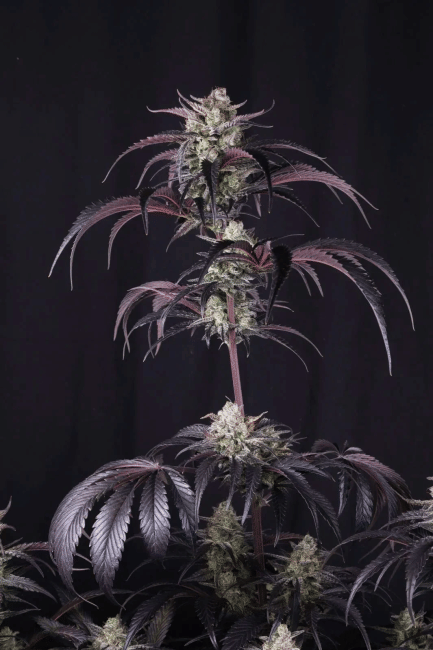 Strawberry Gorilla RF3 Auto Feminisiert Saatgut-FB-STGORF3-AUTO-FEM